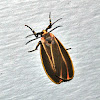 Painted Lichen Moth