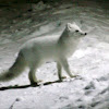 Arctic Fox