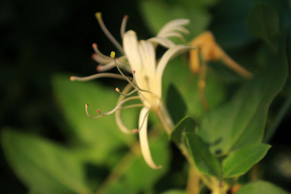 Japanese Honeysuckle | Project Noah