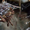 Portia spider (female)