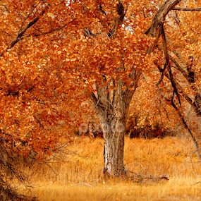 Lonely Tree by Ruth Jolly - Nature Up Close Trees & Bushes