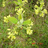 Sassafras Tree Bloom