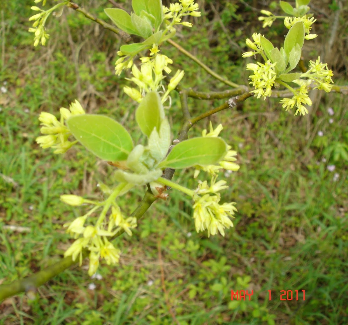 Sassafras Tree Bloom