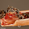 Cornfield Ants