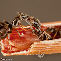 Cornfield Ants