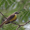 Social Flycatcher