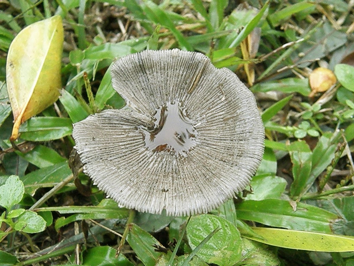 Coprinopsis lagopus