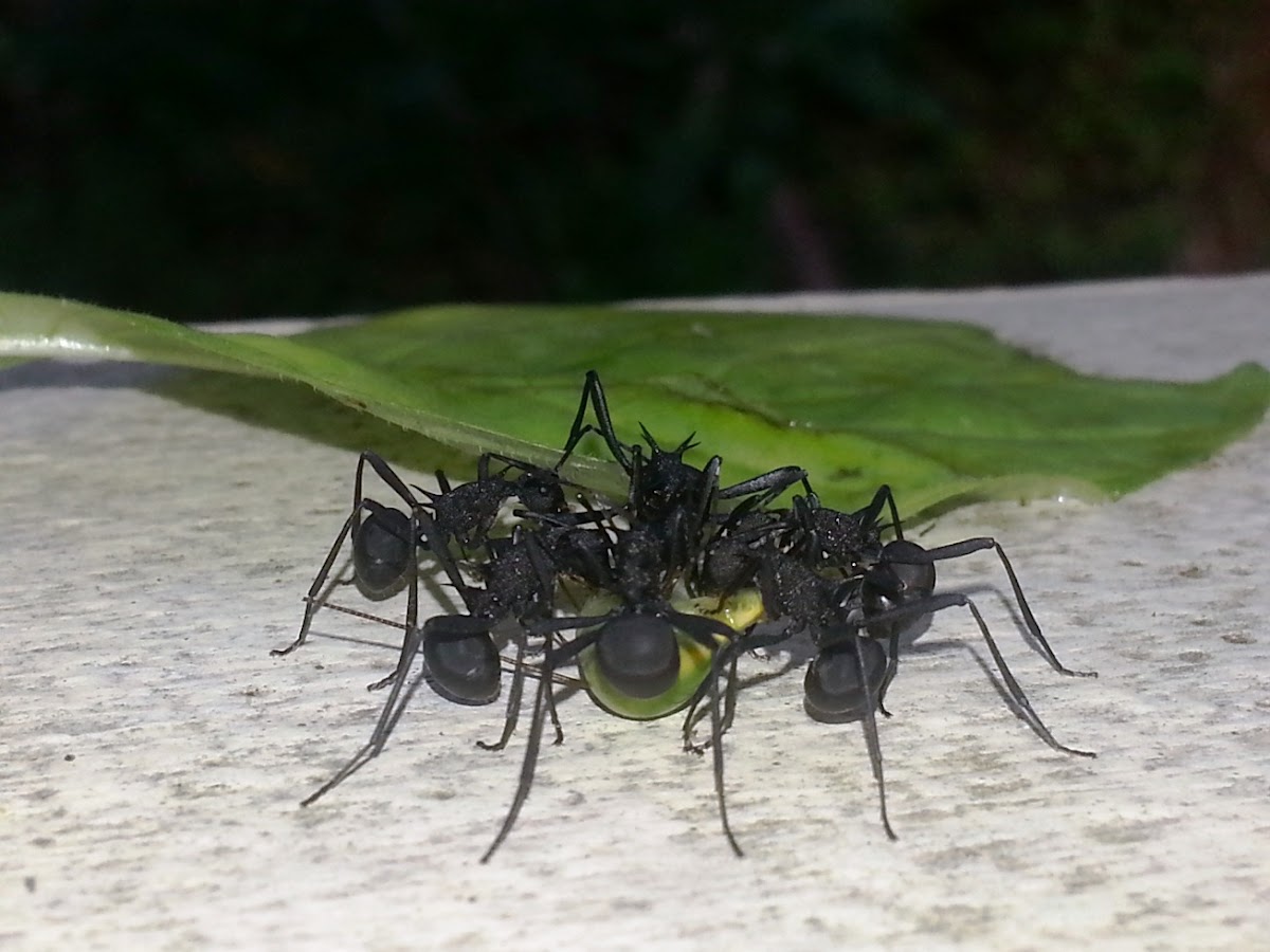 Ants with spikes on their back
