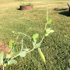 Sugar snap peas