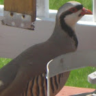 Chukar partridge