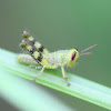 Giant hedge grasshopper - nymph