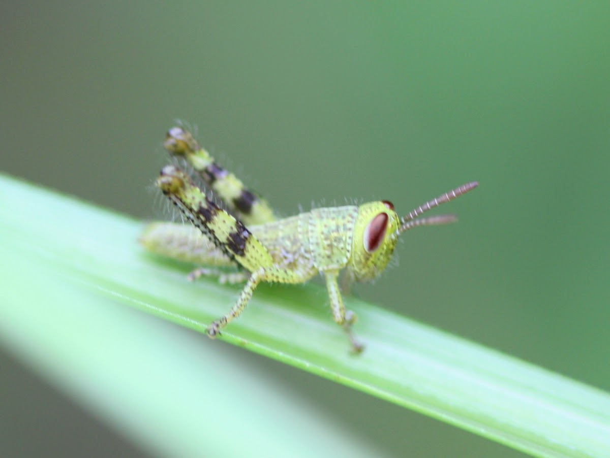 Giant hedge grasshopper - nymph