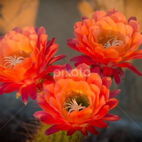 Triple Volcanic Sunset by Robert Marquis - Flowers Flowers in the Wild