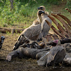 Old World vultures