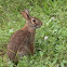 Eastern Cottontail