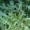 Canadian Thistle