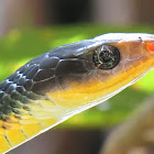 Amazonian whip snake