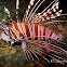 Spotfin Lionfish