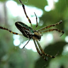Enamel Spider