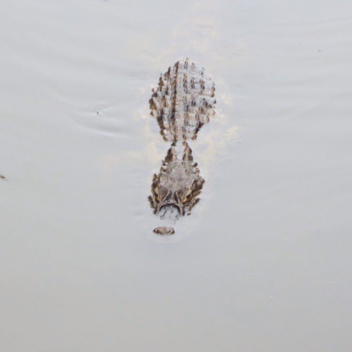 Broad snouted caiman