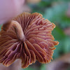 Laccaria mushroom