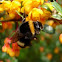 Abejorro. Bumblebee