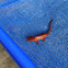 Red-spotted Newt Eft