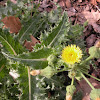 Spiny Sowthistle