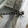 NZ Mountain Giant Dragonfly