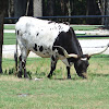 Texas Longhorn Cattle