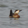 Ruddy Duck (male)
