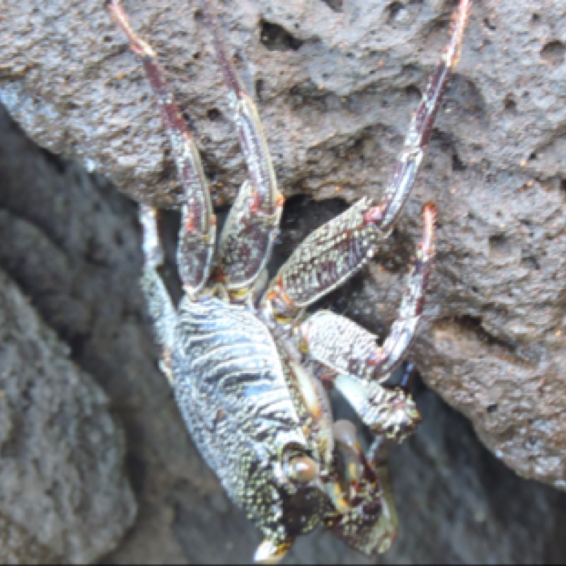 Thin-shelled Rock Crab