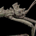 Money Plant Stick Insect