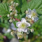 Wild blackberry/European bramble