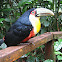 Red-breasted Toucan, Tucano-de-Bico-verde 