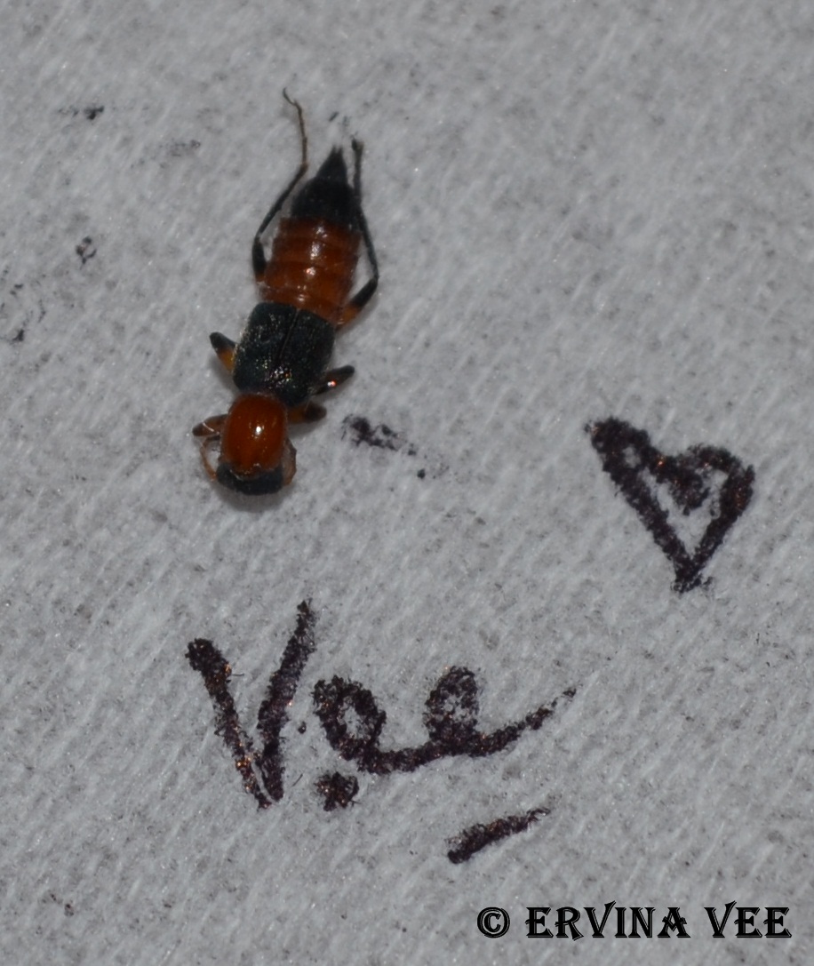 Semut Charlie/Kumbang Rove/Kumbang Tomcat/Rove Beetles