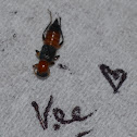 Semut Charlie/Kumbang Rove/Kumbang Tomcat/Rove Beetles