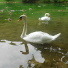 Mute swan, Crvenokljuni labud