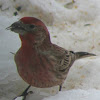 Purple Finch