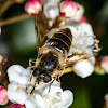 Bee mimic hover fly (♀)