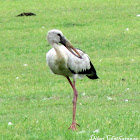 Asian openbill