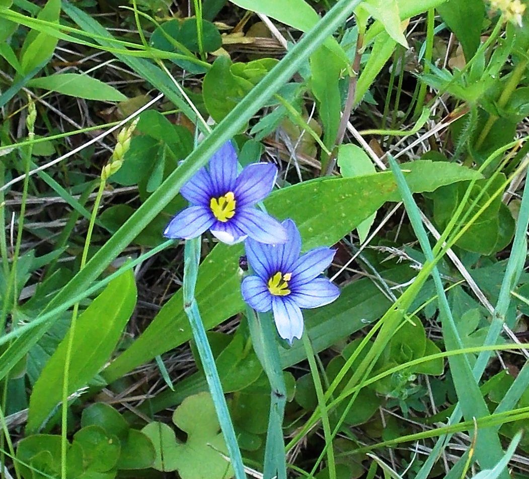 Blue-eyed Grass (Wildflower)