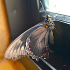 Polydamas Swallowtail