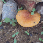 Copper Mushroom