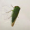Jassid Leafhopper