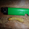 Long-horned or Longicorn Beetle Larva