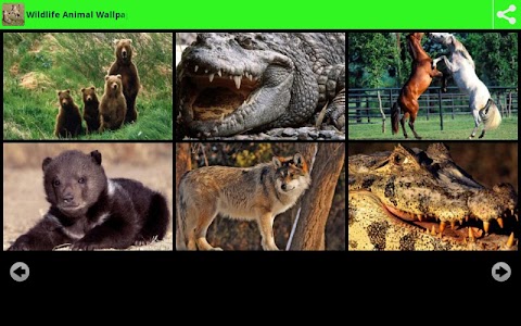 Wildlife Animal Wallpapers screenshot 2
