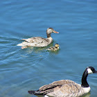 Mallard Ducks and Canada Goose