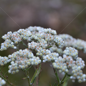 POINT-OUT by Swapno Hin - Flowers Flowers in the Wild