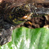 Asiatic Softshell Turtle